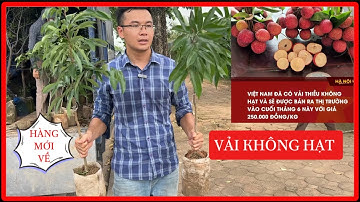 Vải Không Hạt - Chọn cây sao cho chuẩn? 🚚 Giao hàng toàn quốc ☎️: 092.391.6866