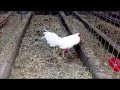 Gallos espaoles de pico y espuela