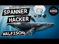 Spanner, Hacker, Walfische