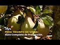 Pera Triunfo de Viena: Guía Completa de Producción - TvAgro por Juan Gonzalo Angel