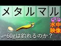 メタルマル　水中映像　ライトショアジギング　簡単に釣れる　ただ巻き　しゃくり　フォール　ブリーデン METALMARU　スピンテール　ブレード