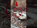 Was passiert, wenn eine Schlange eine andere Schlange beißt? 😱🐍