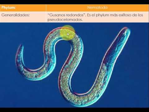 Video: ¿Qué grupo tiene pseudoceloma?