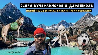 видео: Самое красивое место на Алтае. Пеший поход с тремя Хаски. картинка: Самое красивое место на Алтае. Пеший поход с тремя Хаски.