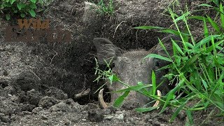 WildEarth - Sunset Safari - January 12, 2020