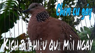 Download Chim Cu Gáy Gọi Hay Kích Bổi Sáng Sớm Hiệu Quả. #นกกาเหว่าโทรมา. #118/2021. Video MP3 Chim Cu Gáy Gọi Hay Kích Bổi Sáng Sớm Hiệu Quả. #นกกาเหว่าโทรมา. #118/2021.