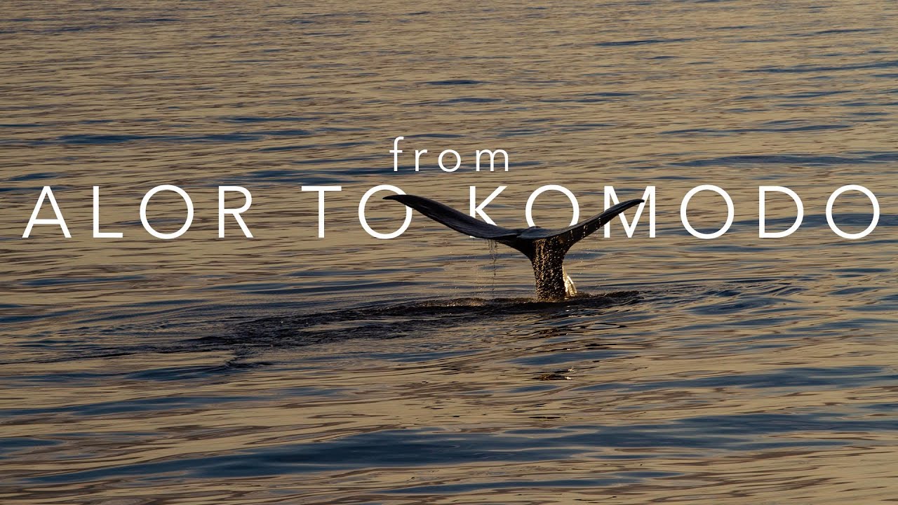 Snorkeling Alor and Komodo with Snorkel Venture