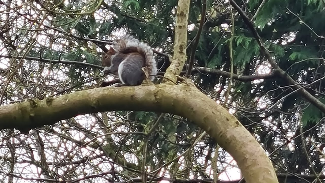 Wellbeing walk around Ropner Park
