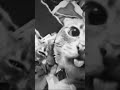meme cat edit