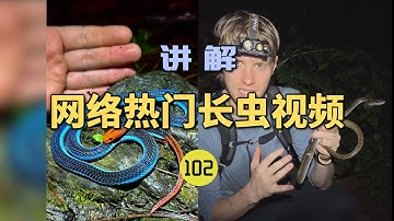 4K | 网络热门长虫视频(102)户外博主被蓝长腺珊瑚蛇咬伤后存活！这种蛇曾5分钟致人死亡？【世界记忆大师龙雅】