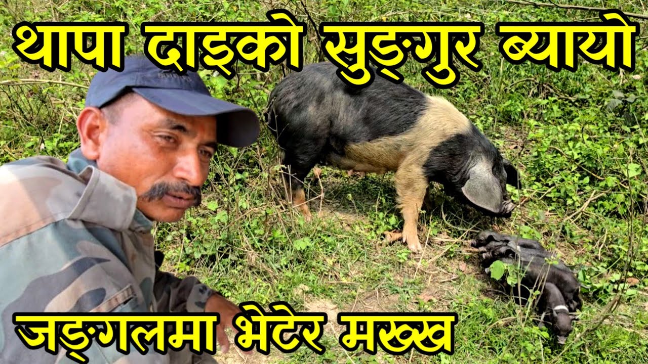थापा दाइको सुङ्गुर बल्ल ब्याएको भेटियो,पाठा देखेर थापा दाइ मक्ख out door piggery