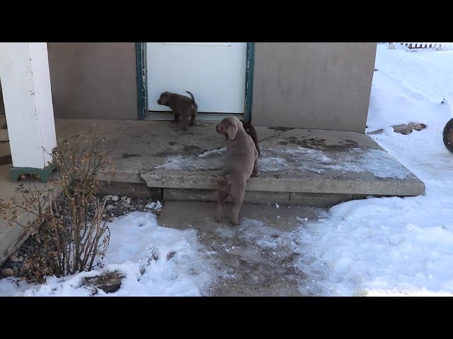 Cuddles video thumbnail