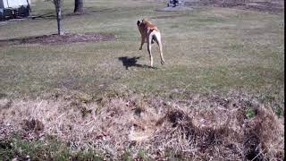 Great Dane Big Dan Jumps the Run