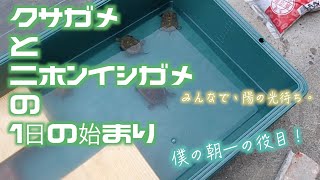 僕のクサガメとイシガメをご紹介します。japanese pond turtle,mauremys reeves, turtle