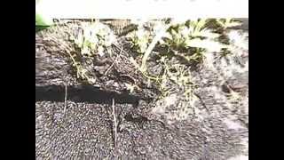 Myakka Skunk Ape follow up pt.1