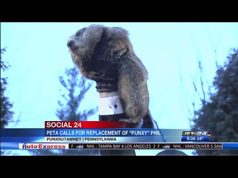 Video: PETA Søger At Erstatte Den Berømte Groundhog Prognosticator