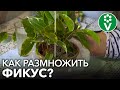 КАК ЛЕГКО И БЫСТРО РАЗМНОЖИТЬ ФИКУС? Простой способ черенкования фикуса в домашних условиях