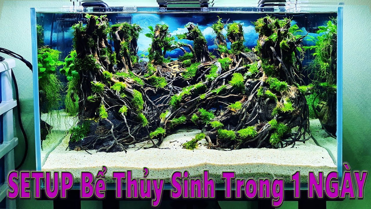 Setup Bể Thủy Sinh Layout Rừng Già Trên Cát - Bể Thủy Sinh KST v3 - YouTube
