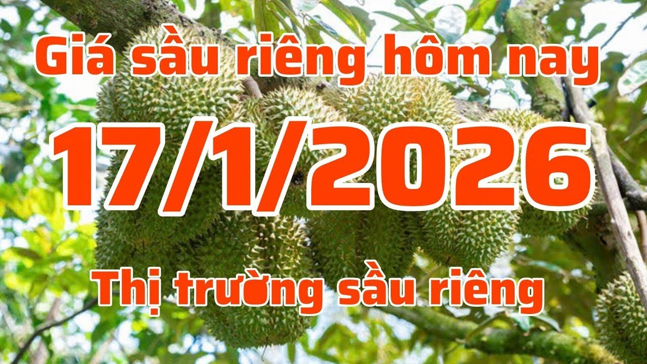 giá sầu riêng hôm nay 17 1 2026 thị trường sầu riêng, sầu riêng xuất khẩu