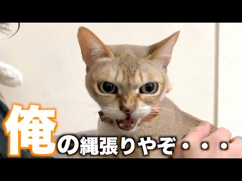 新人猫に先住猫が縄張りを主張しすぎて困りますw