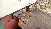 Ника Клубника