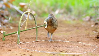 Wild Man Create An Amazing Bird Trap To Trap The Bird In The Wild Work 100%