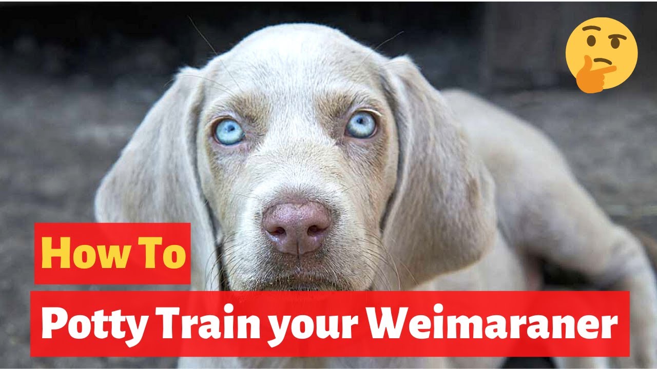 How To Easily House Train Weimaraners? Effective Training Tips