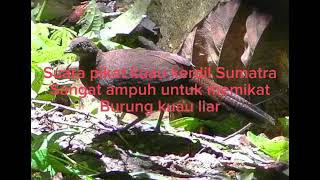 Suara pikat burung kuau kerdil Sumatra #burung #siharhar