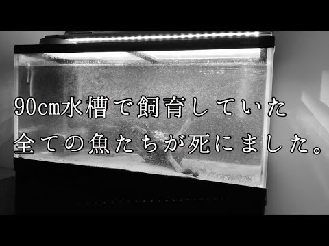 90cm水槽で飼育していた全ての魚たちが死にました Youtube 90cm水槽で飼育していた全ての魚たちが死にました Youtube