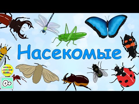 Учим насекомых. Развивающий мультфильм