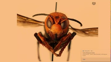 Thumbnail of cg5 mu     hornet song