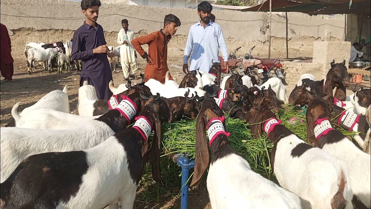 Hala bakra mandi //23//2//2026