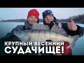 Последний лед! Джиг по открытой воде, весна! Сколько же судака и щуки в этой канаве?!