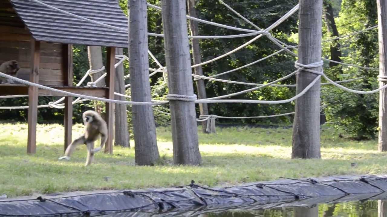 Gibbon runs like a man YouTube