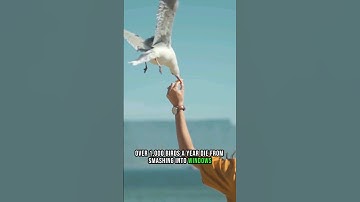 Over 1000 Birds  a Year Die From Smashing  into Windows#shorts #shortsfeed
