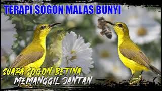 TERAPI SOGON MALES BUNYI PAKAI SUARA SOGON BETINA