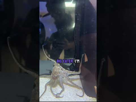 Meet our new pet octopus !