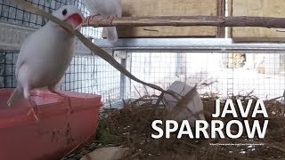 White Java Sparrow Starting to Build Their Nest