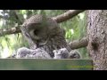 GREAT GREY OWL Lappuggla (Strix nebulosa)  Klipp -                  21