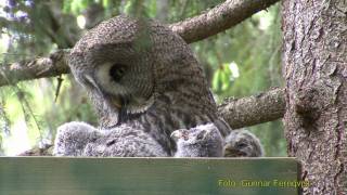 GREAT GREY OWL Lappuggla (Strix nebulosa)  Klipp -                  21