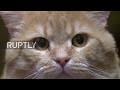 Russia: St. Petersburg's iconic Hermitage Museum celebrates annual Cat Day