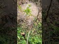 batao ye konse fal ka ped hai #viral #trendingshorts #viralshorts #shorts