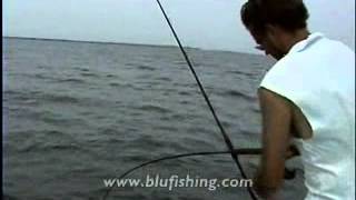 Fishing video: Guitarfish