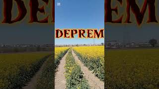 Kanola Tarlasında Yakalandik I De Arılarin Sesi