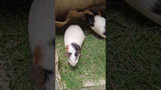 Guinea pig for sale in cheap price || Home Delivery available || new guineapig odisha pets world
