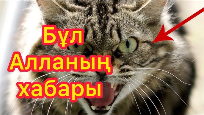 Шетелдік порно галереялар: үлкен мүшесі, анальный фото