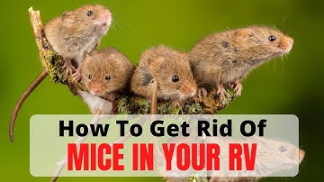 How To Get Rid Of Mice In Your RV