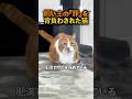 獣医も驚いた減量チャレンジ