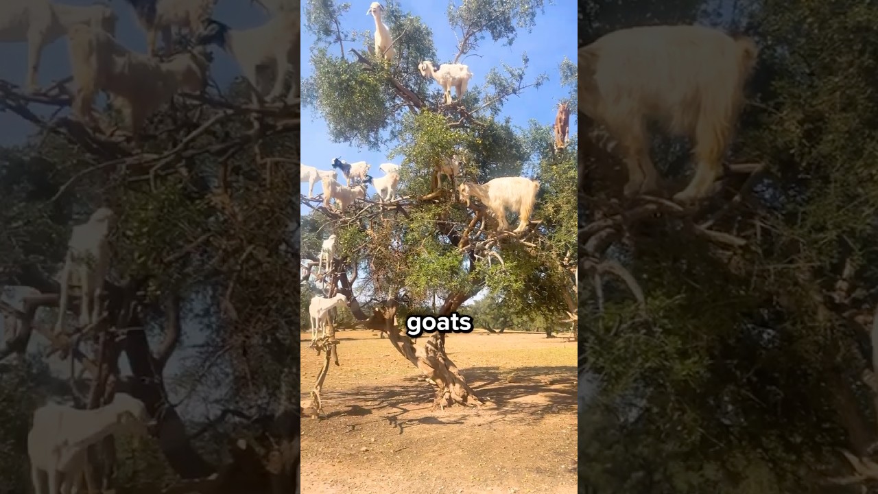 Why Goats Climb Trees