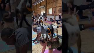Unique Yoga Experience: Goat Yoga at Grady Goat Farm